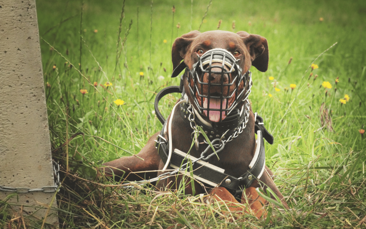 licencia perros peligrosos