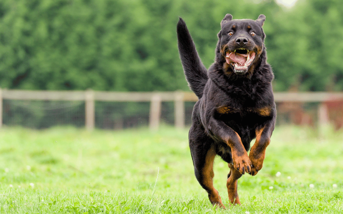 licencia perros peligrosos