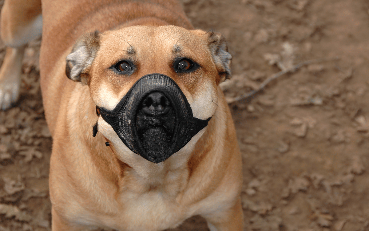 licencia perros peligrosos