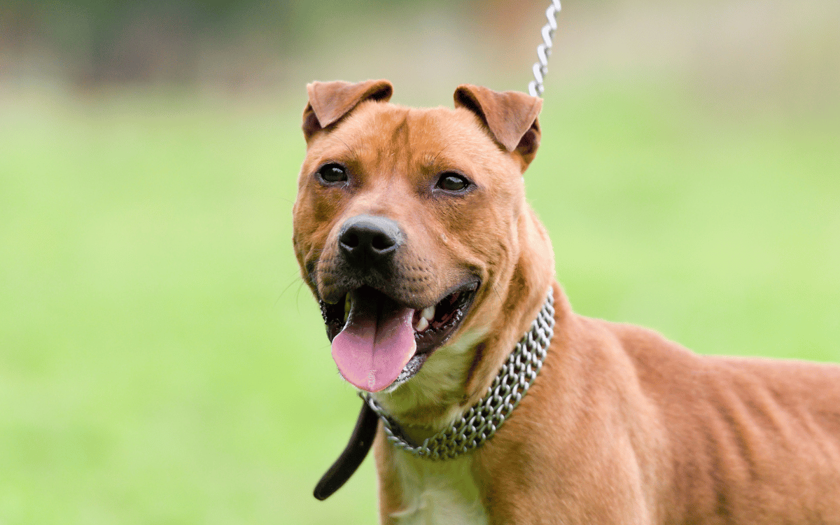 Evaluación psicotécnica para certificado de perros peligrosos en Sabadell
