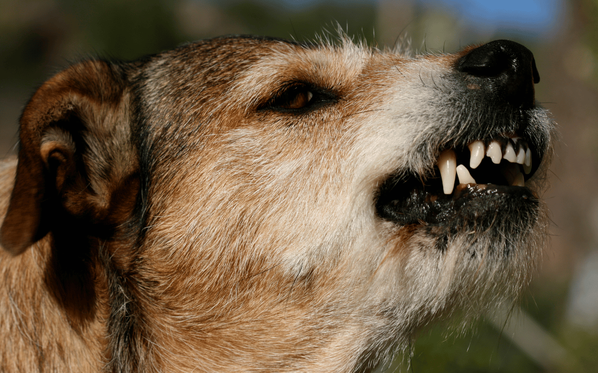 Evaluación psicotécnica para licencia de perros peligrosos en Sabadell