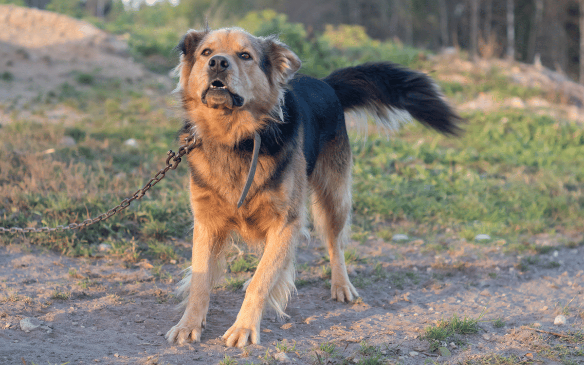 Licencia de perros peligrosos en Sabadell con reconocimiento médico